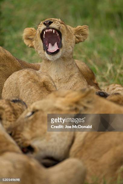 african lion, panthera leo, cubs playing in the masai mara game reserve, kenya, africa - lion cub stock-fotos und bilder