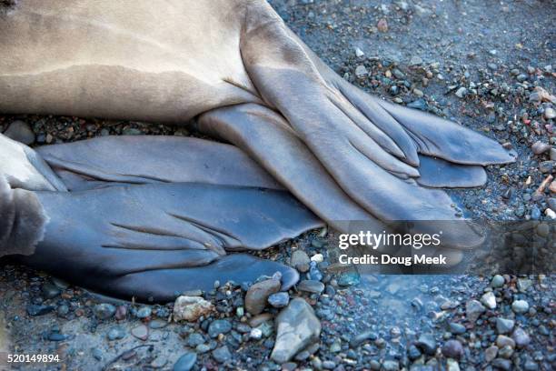 elephant seal flippers - elephant seal stock pictures, royalty-free photos & images