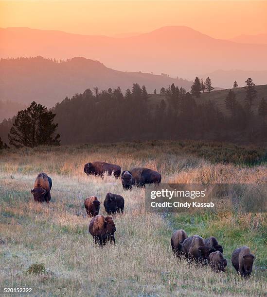 usa, wyoming, yellowstone national park, herd of bisons grazing on field - montana stock pictures, royalty-free photos & images