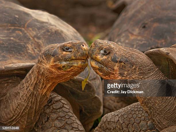 giant tortoises of santa cruz, galapagos islands - îles galapagos photos et images de collection