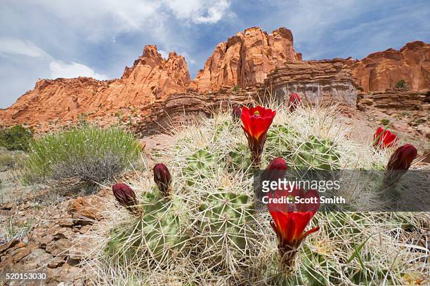 blooming claret cup cactus below cliffs of wingate sandstone - parque nacional de capitol reef - fotografias e filmes do acervo