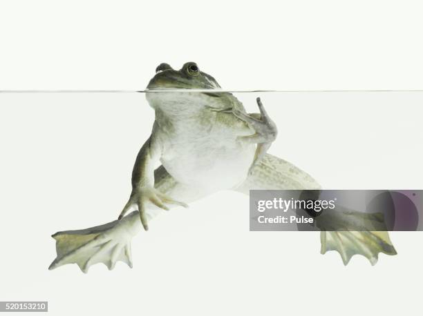 frog. - frosch stock-fotos und bilder