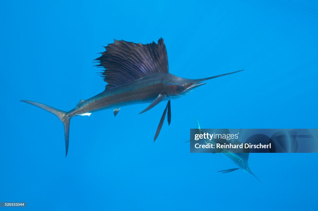 Atlantic Sailfish (Istiophorus albicans), Isla Mujeres, Yucatan Peninsula, Caribbean Sea, Mexico.