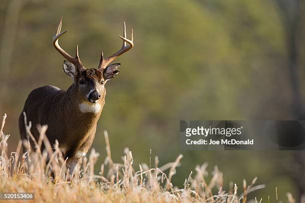 white-tailed buck in the great smokey mountains - witstaarthert stockfoto's en -beelden