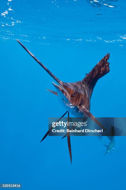 atlantic sailfish (istiophorus albicans), isla mujeres, yucatan peninsula, caribbean sea, mexico. - pez espada fotografías e imágenes de stock