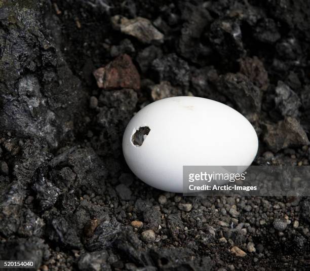 chick hatching, surtsey, iceland - egg hatch stock-fotos und bilder