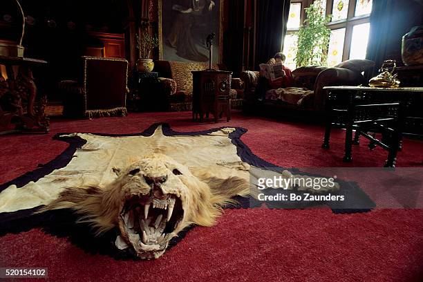 mountain lion skin rug - cougar women stockfoto's en -beelden