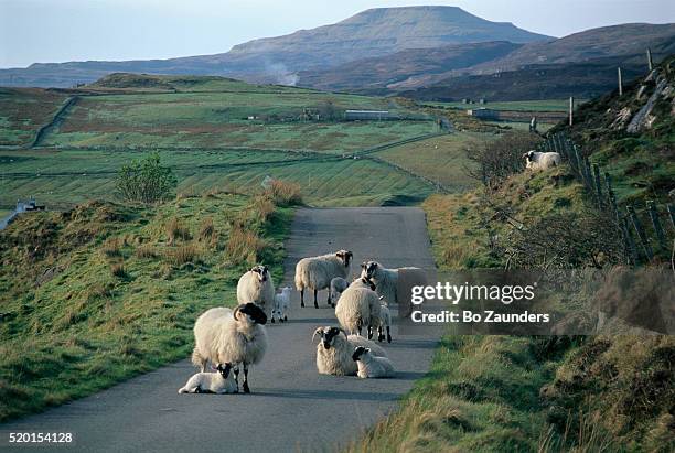 sheep on a single lane road - single lane road - fotografias e filmes do acervo