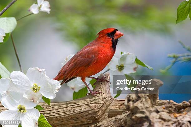 close-up of cardinal in blooming tree - cardinal bird stock pictures, royalty-free photos & images