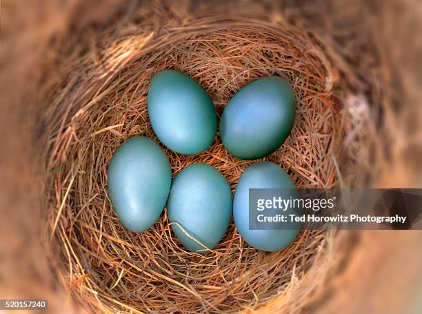 five blue robin's eggs in bird nest. - lijster stockfoto's en -beelden