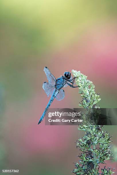 dragonfly - amerikanische-bundesstaatsgrenze stock-fotos und bilder