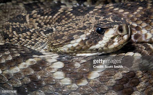 eastern diamondback rattlesnake (crotalus adamanteus) - eastern diamondback rattlesnake fotografías e imágenes de stock