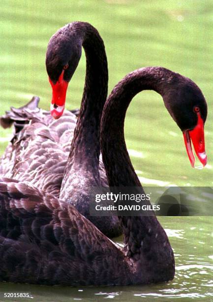 Two Black Swans swim in the waters of The Friars Priory , Aylesford, Kent 27 August.The swans natives of Australia have been a feature over the years...