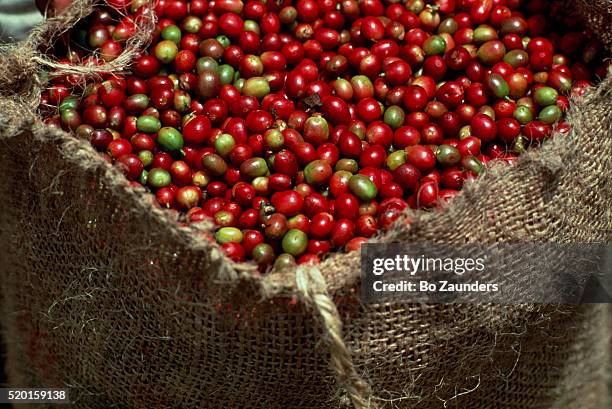 burlap sack of coffee cherries - bo zaunders stock pictures, royalty-free photos & images