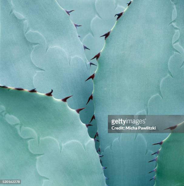 thorns on succulent plant - agave stock pictures, royalty-free photos & images