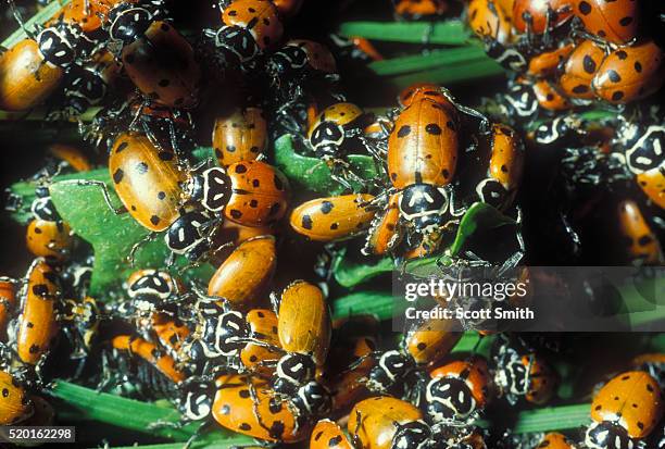 Ladybug Aggregation Convergent Ladybugs Photos and Premium High Res Pictures - Getty Images