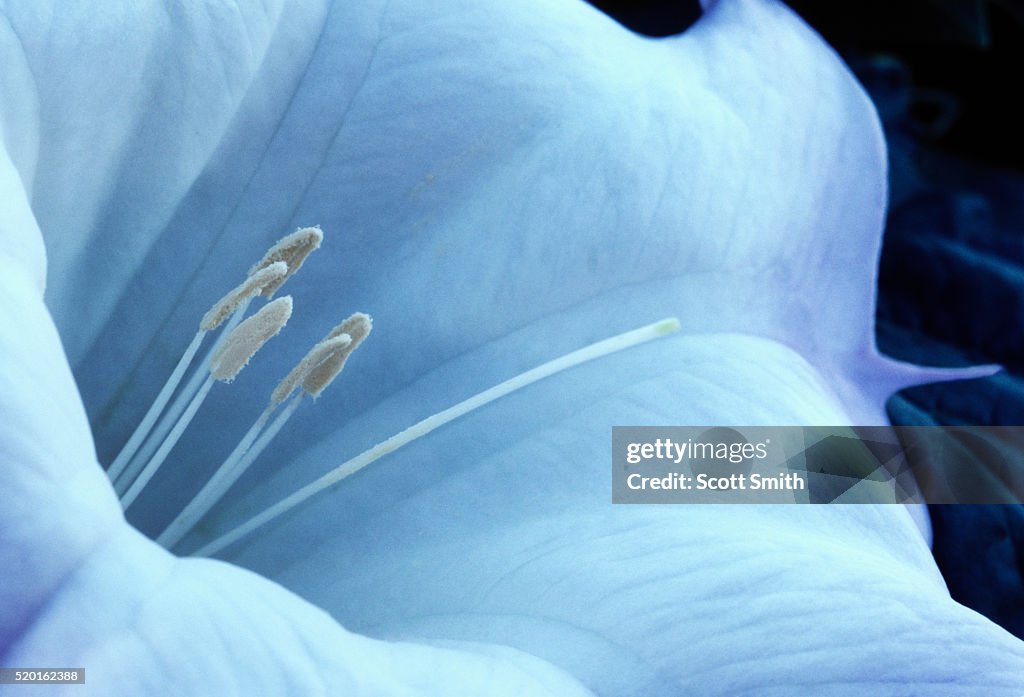 Detail of sacred datura flower