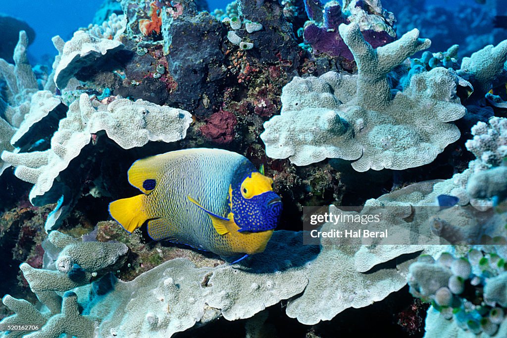 Yellow-Mask Angelfish