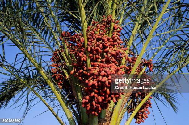 date palm with dates - date palm tree stock pictures, royalty-free photos & images