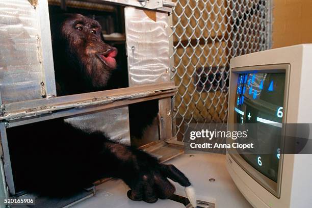 47 Chimp Computer Stock Photos, High-Res Pictures, and Images - Getty ...