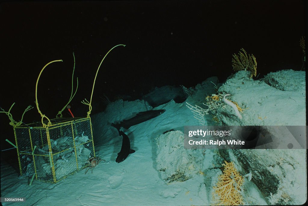 Sixgill Sharks by Bait Cage