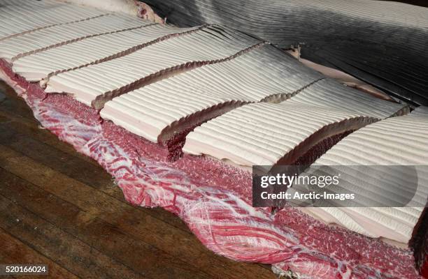 Finback 70 Finback Stock Photos, High-Res Pictures, and Images - Getty Images