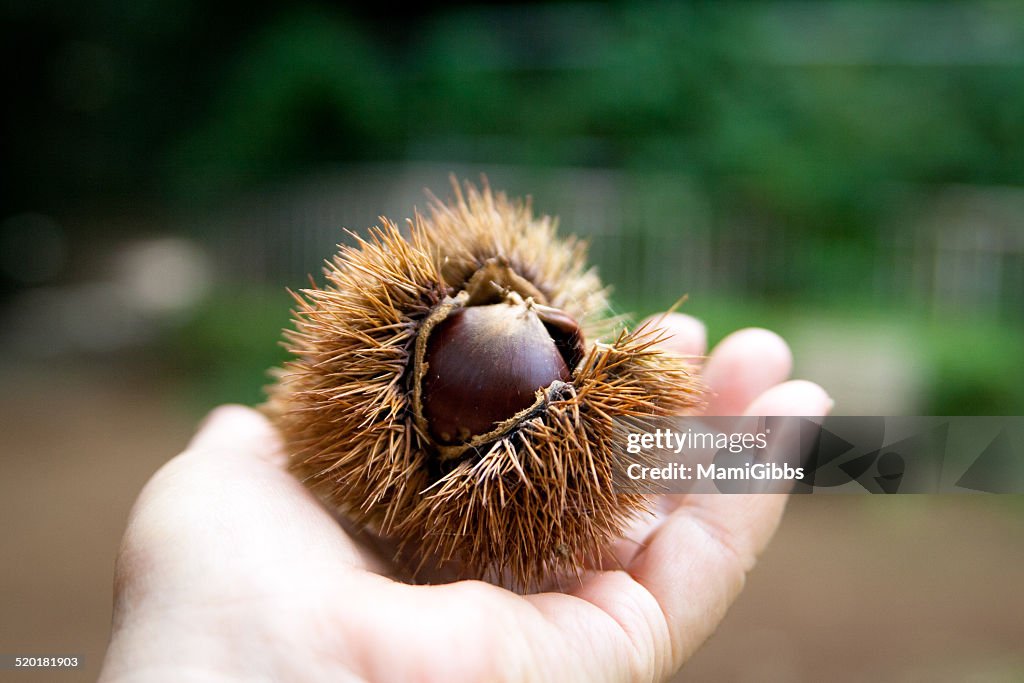 Chestnut of the palm in hand