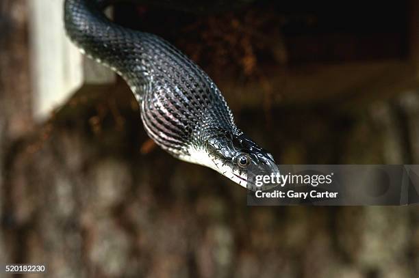black rat snake swallowing a bird egg - black rat snake stock pictures, royalty-free photos & images