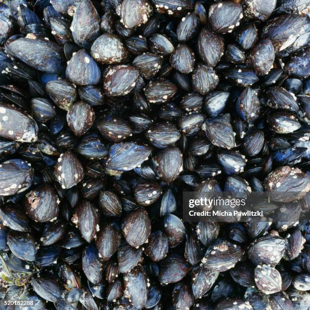 mussel shells on the isle of mull - mollusk fotografías e imágenes de stock