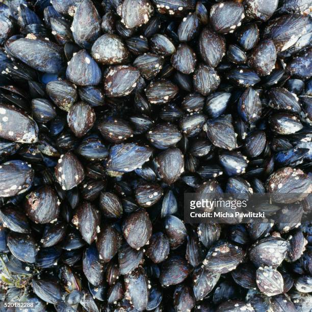 mussel shells on the isle of mull - mollusca stock pictures, royalty-free photos & images