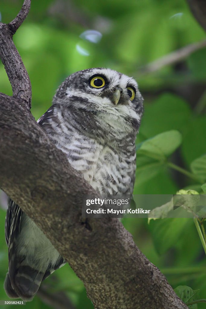 Spotted Owlet