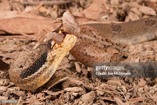 eastern hognose snake, heterodon platyrhinos. eastern usa. eating/swallowing an american toad, bufo americanus. controlled situation. - hognose snake fotografías e imágenes de stock