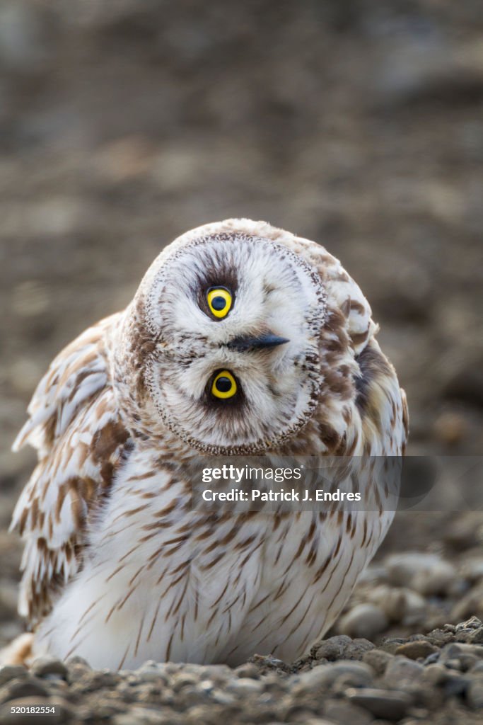 Short-eared owl