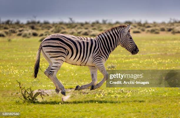 young zebra running, etosha national park, namibia, africa - zebra bildbanksfoton och bilder