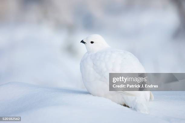 willow ptarmigan in snow - ptarmigan stock-fotos und bilder