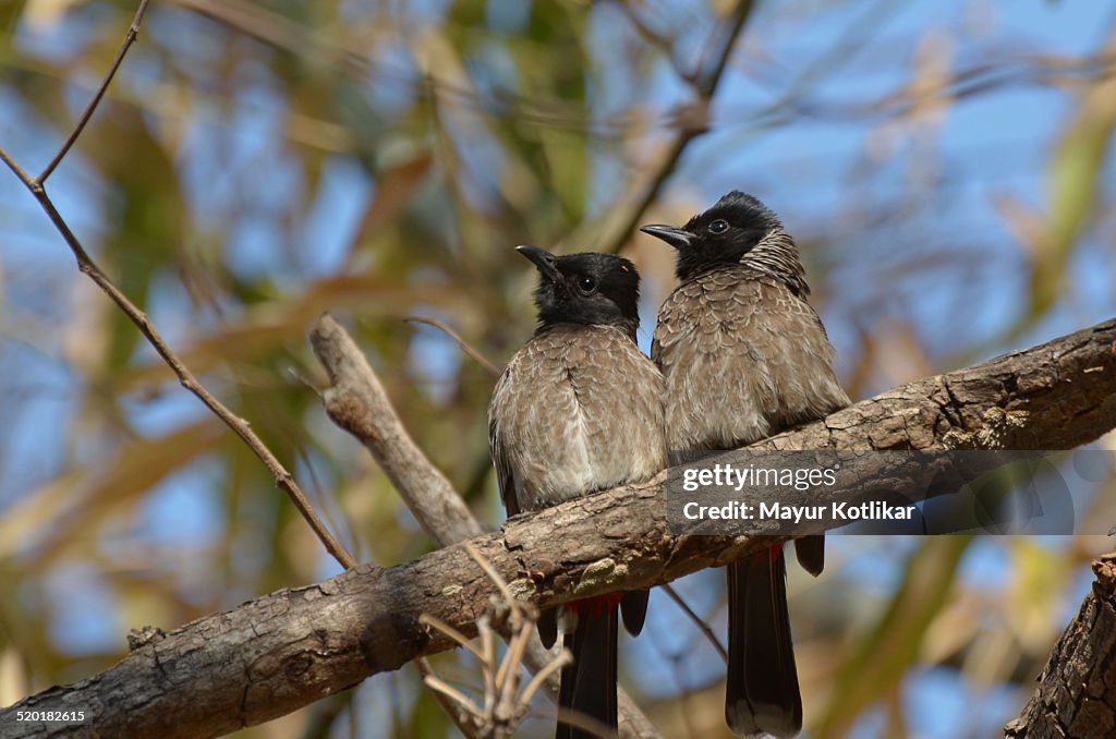 Red Vented Bulbul Pair