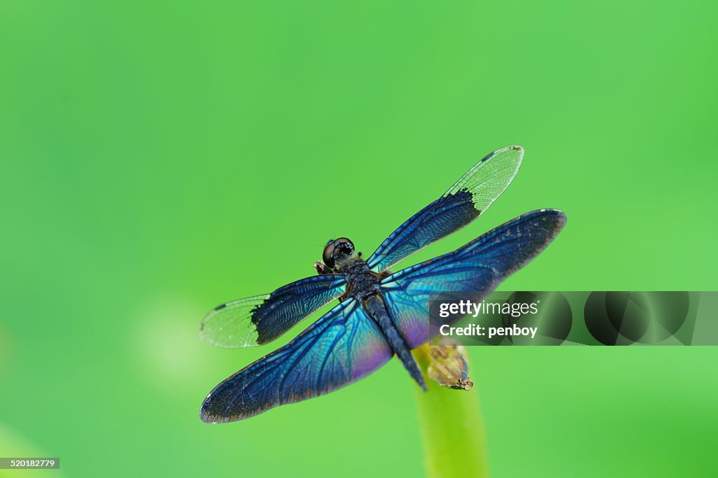 Dragonfly on a lotus seed
