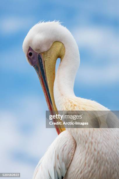 pelican in walvis bay, namibia - walvis bay stock pictures, royalty-free photos & images