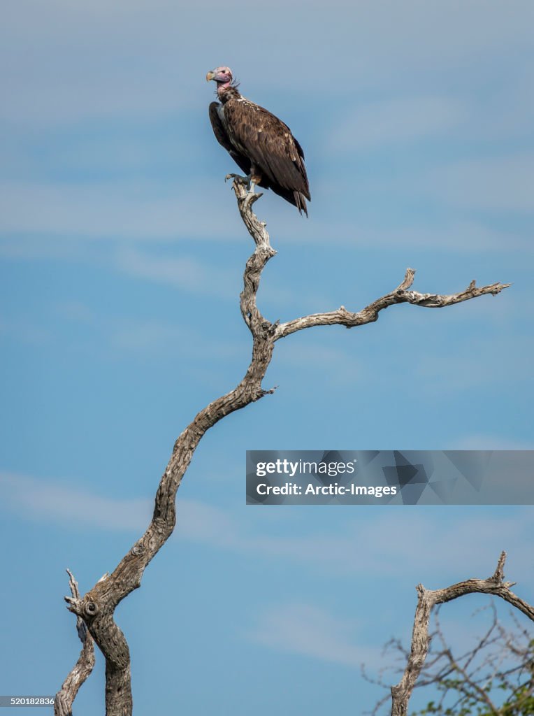 Vulture, Etosha National Park, Namibia, Africa