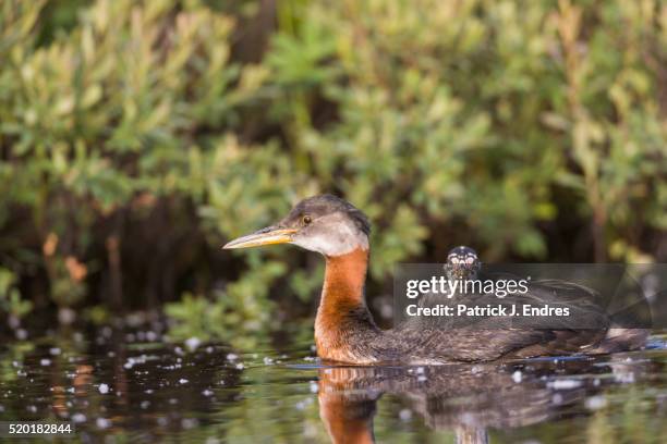 red-necked grebe with chick - roodhalsfuut stockfoto's en -beelden