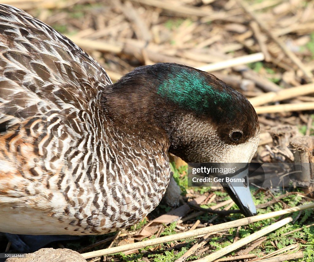 Chiloé Wigeon (Anas sibilatrix)