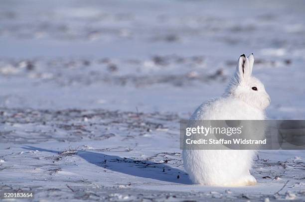 arctic hare in the canadian arctic - arctic hare stock-fotos und bilder