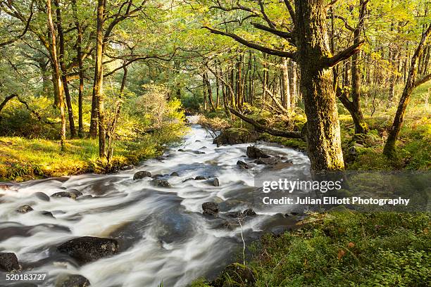 a river through woodland near loch trool - dumfries et galloway photos et images de collection