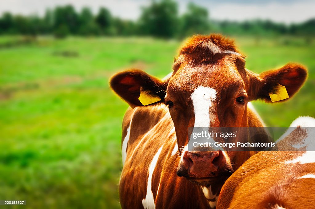 Red and white Holstein Friesian
