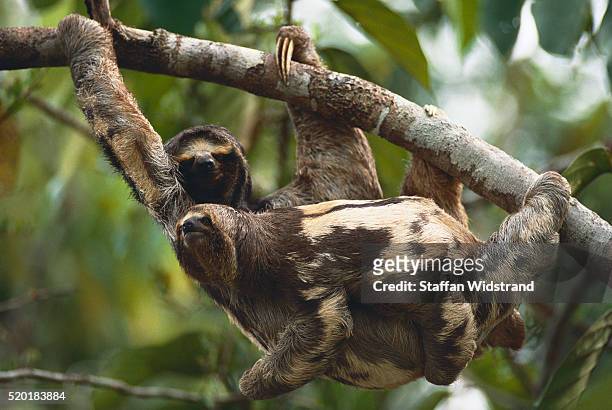 mother and baby three-toed sloth - three toed sloth stock pictures, royalty-free photos & images