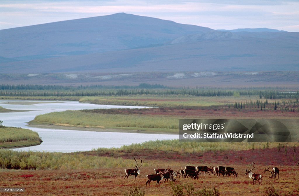 Herd of Caribou, Alaskan Tundra