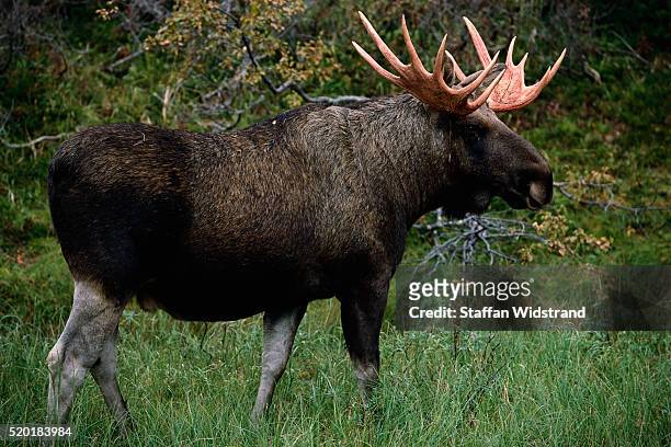 european moose bull - nationalpark sarek stock-fotos und bilder