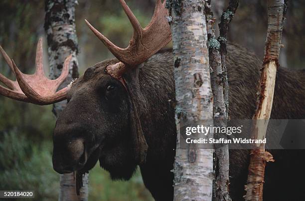 european moose bull peering between trees - alce stockfoto's en -beelden