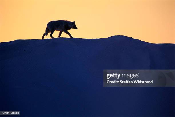 silhouette of gray wolf - wolf stockfoto's en -beelden