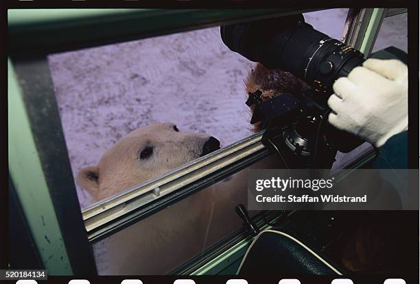 polar bear looking into a tundra buggy - tundra buggy foto e immagini stock